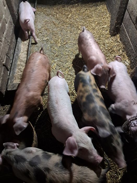 Поросята домашні.