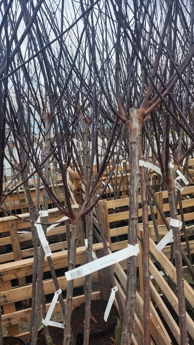 Śliwa wiśniowa Pissardii szczepiona na pniu