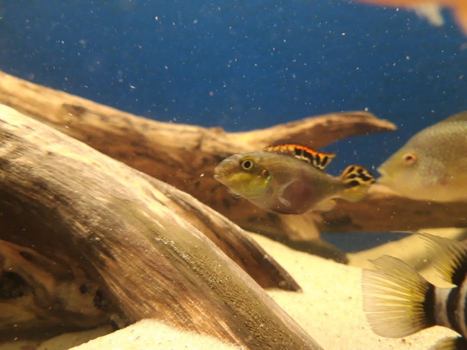 Samiczka barwniaka czerwonobrzuchego