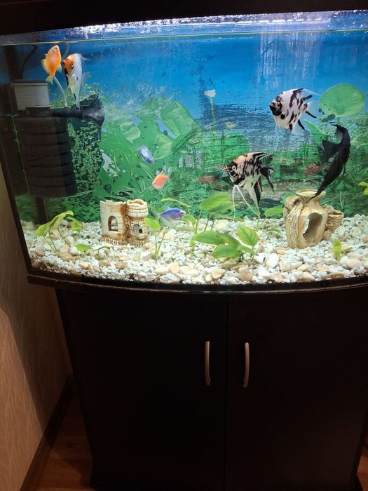 Продам акваріум з рибами та тумбою