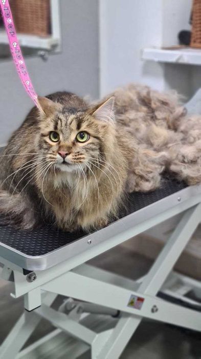 Грумінг котів у Львові  в грумінг салоні GO-GROOM