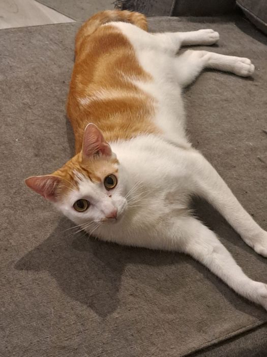 Gato para dar em adopcão