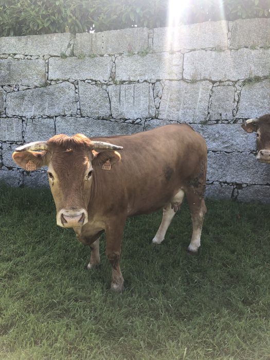 Vendo duas vacas minhotas puras