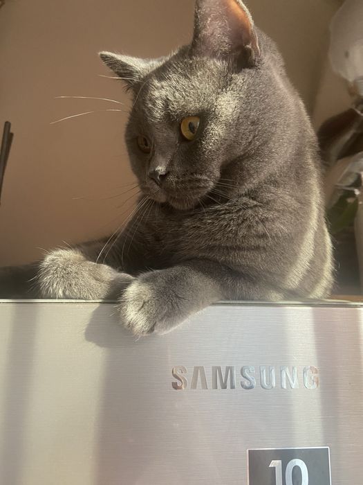 Шотландець прямовухий. Вязка