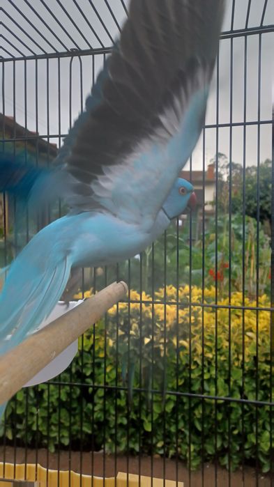 Lindos ringnecks bons para produção.