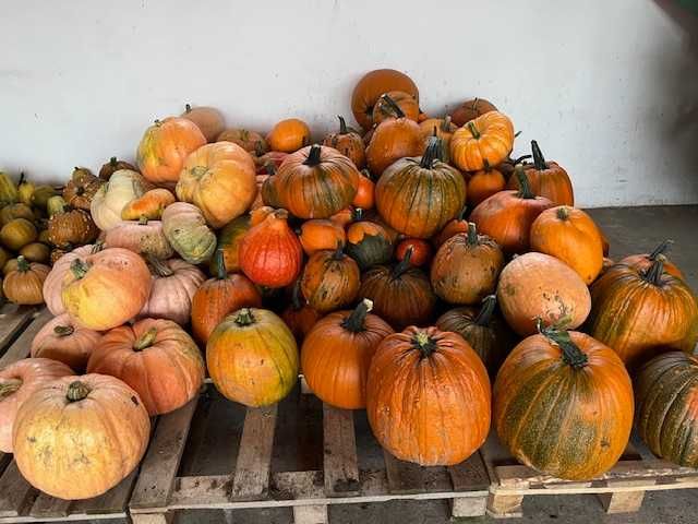 Dynie Halloween Ozdobne i Jadalne, Duży Wybór, Tanio!!!