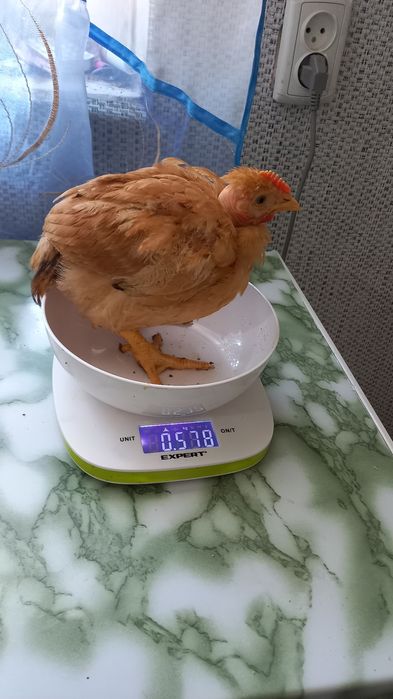 Продаю курчата подрощеные