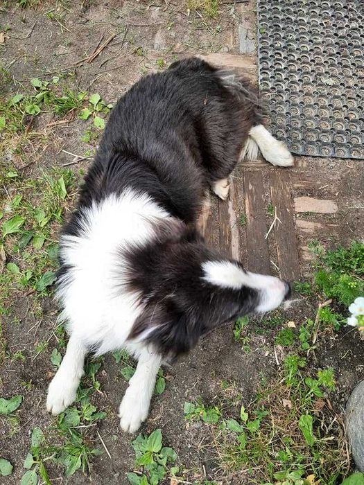 Border collie z gospodarstwa