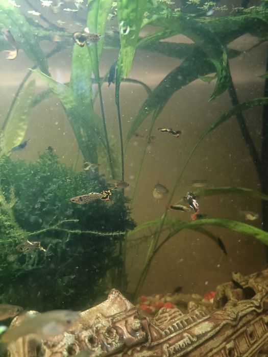 Rybki akwariowe gupiki