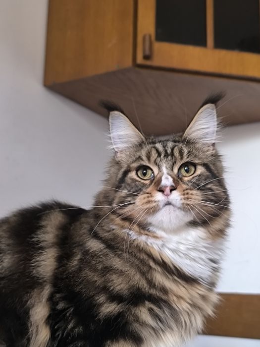 Piękna duża kotka szuka domu