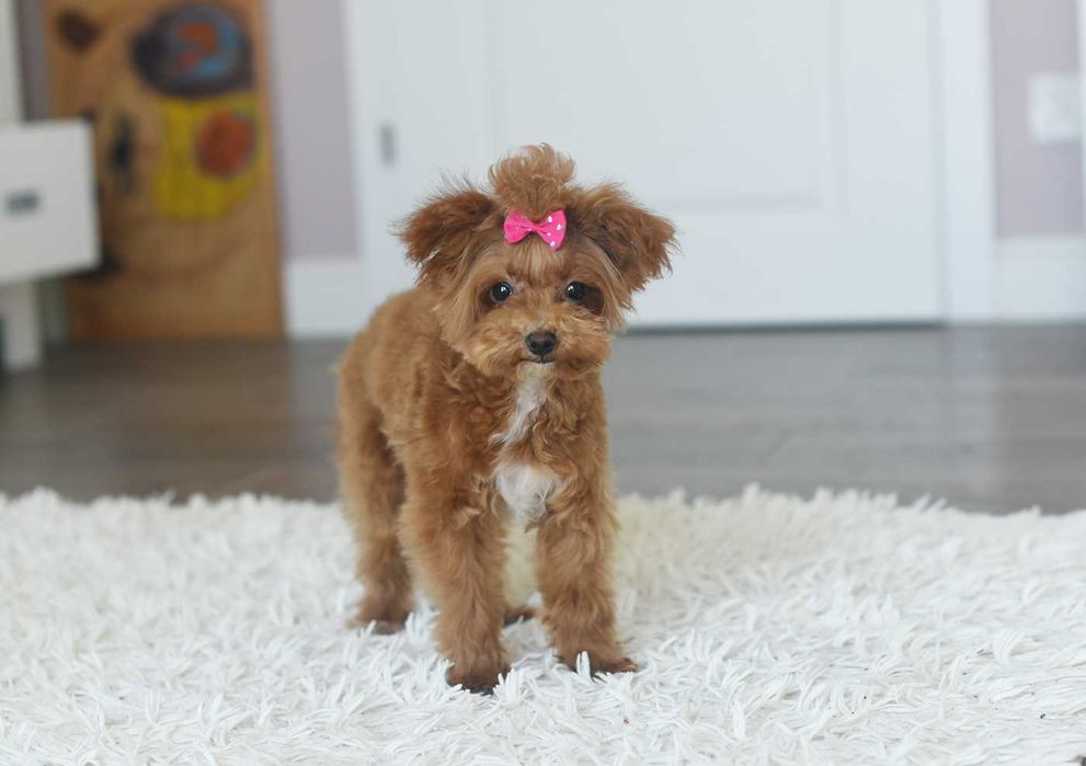 Maltipoo-sliczna suczka xs