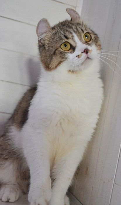 Котик кинкалоу Лонг.