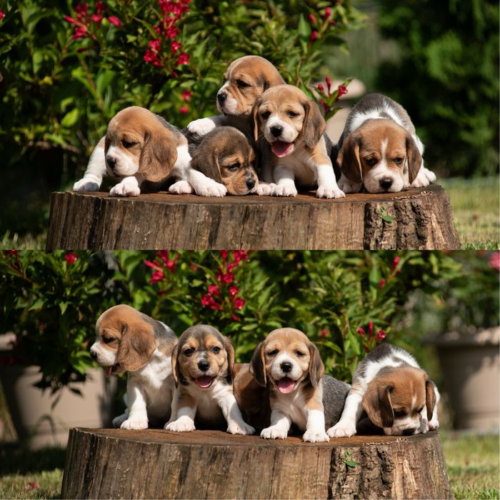 Чудові цуценята бігля, родовід КСУ