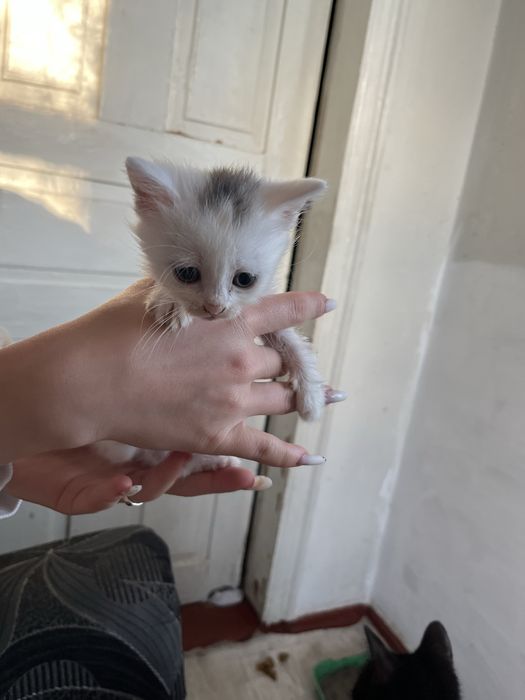 Відам кошенят безкоштовно