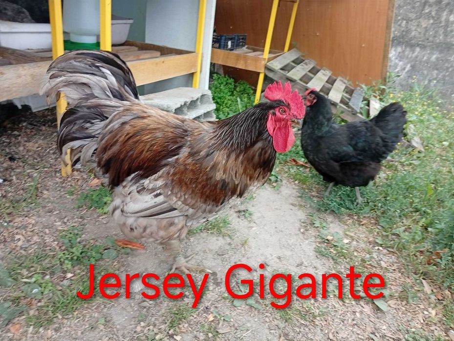 ovos galados e pintos Jersey gigante e White Face Spanish