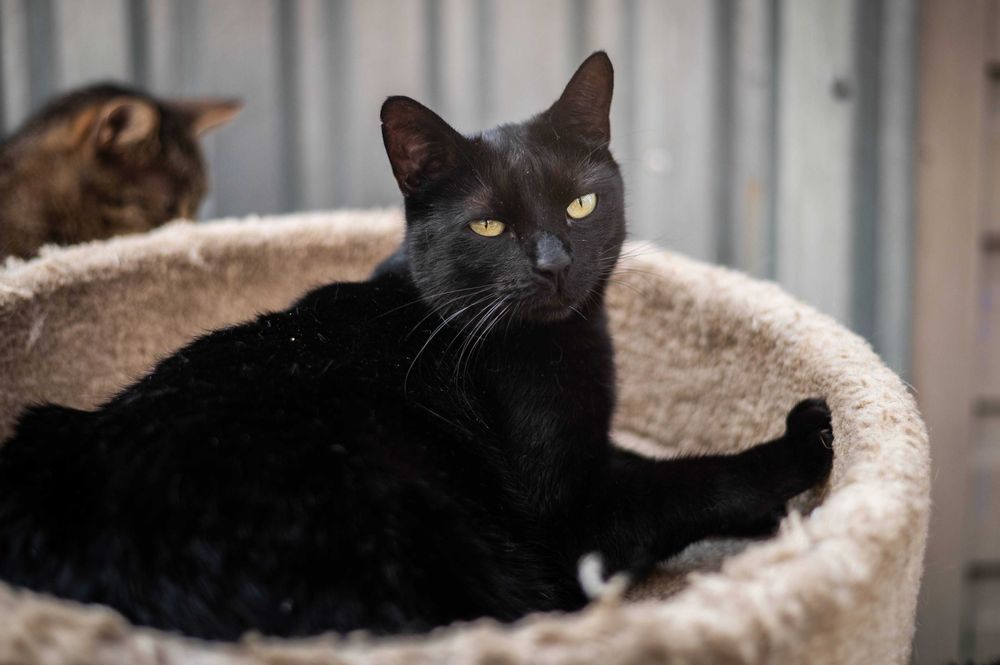 ZAJKA kotka do adopcji