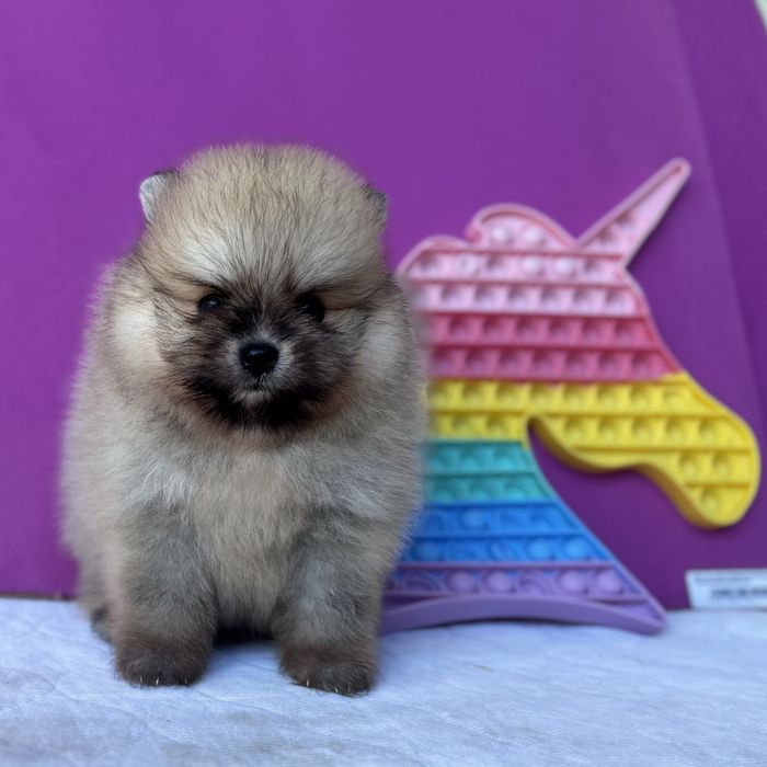 чудовий ведмедик шоу классу