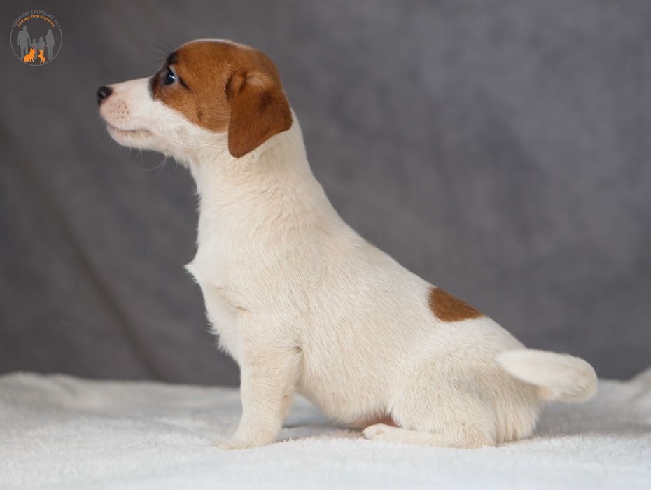 Jack Russell Terrier ZKwP FCI suczka k.włos -rezerwacja