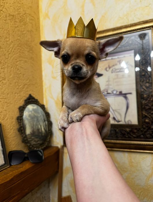 Супер міні чіхуахуа дівчатка в ізабелловому окрасі