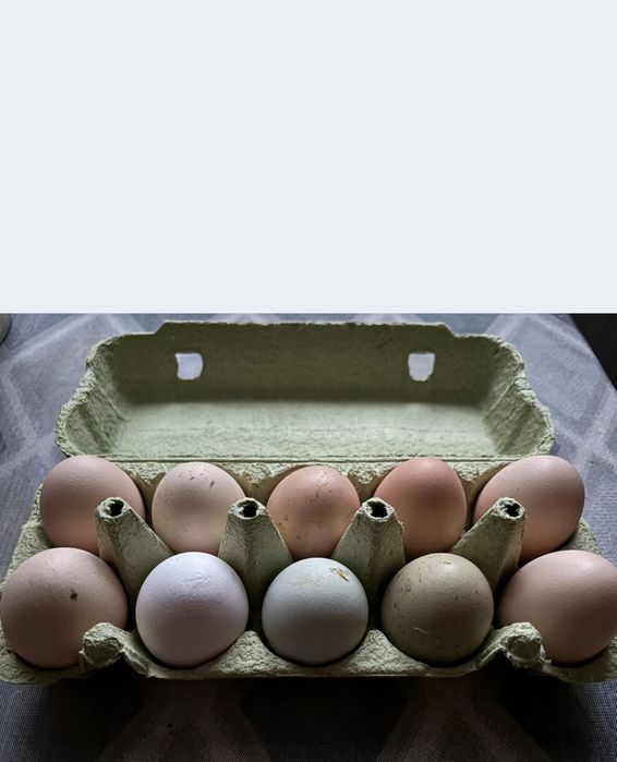 Jajka wiejskie, od kur z wolnego wybiegu