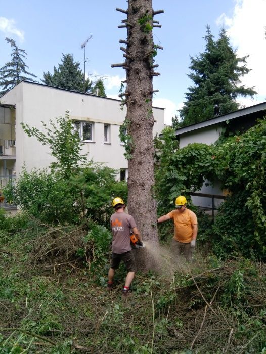 Wycinka Drzew, Pielęgnacja drzew, Frezowanie Pni, Usługi rębakiem