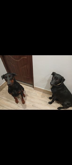 Собаки безкоштовно