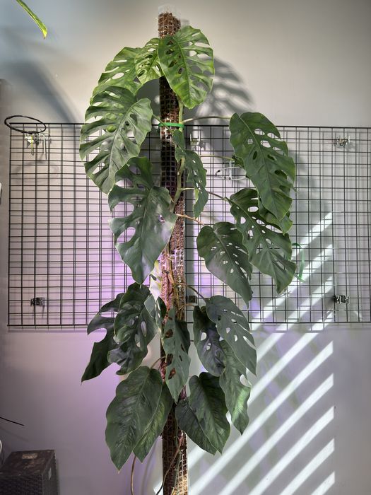 Monstera Dubia - ogromna 2 metrowa roslina