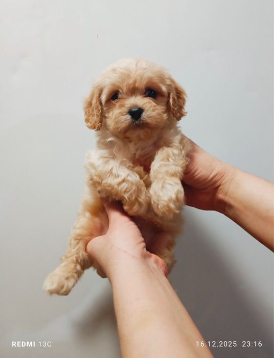 Малышка Мальтипу Ф1, девочка.