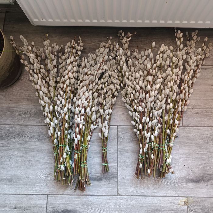 Palma wielkanocna, bazie kotki