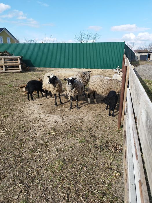 Вівці Ягнята Баран Романівська