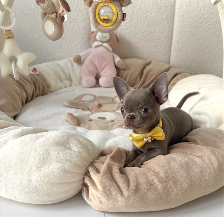 Chihuahua piękna liliowa suczka