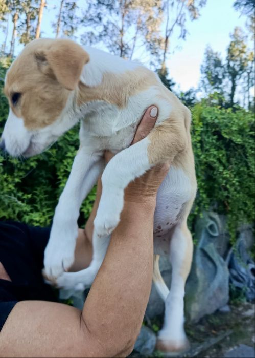 Cães bebés para adoção responsável
