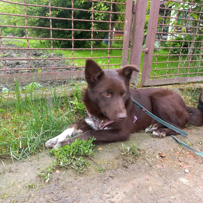 Собака (молоді , підлітки)