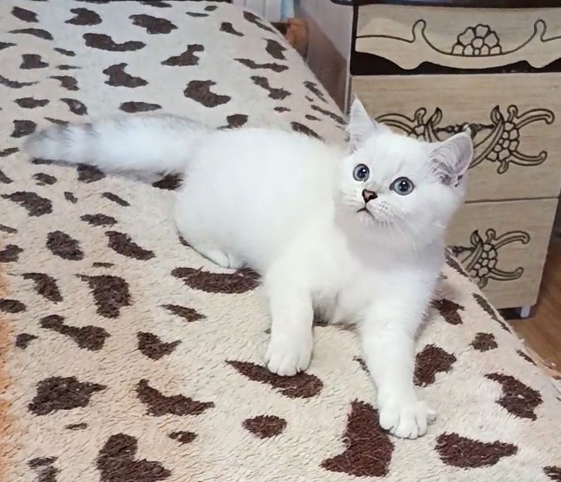 Мальчик шиншилла поинт