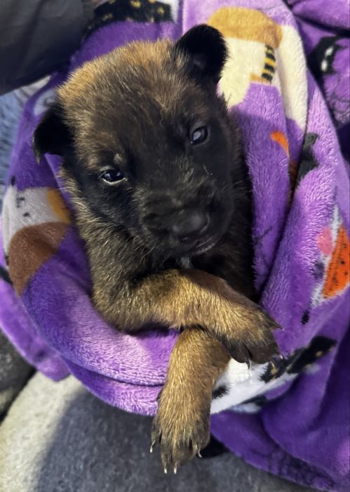 Owczarek Belgijski Malinois Szczenię Pies Suka