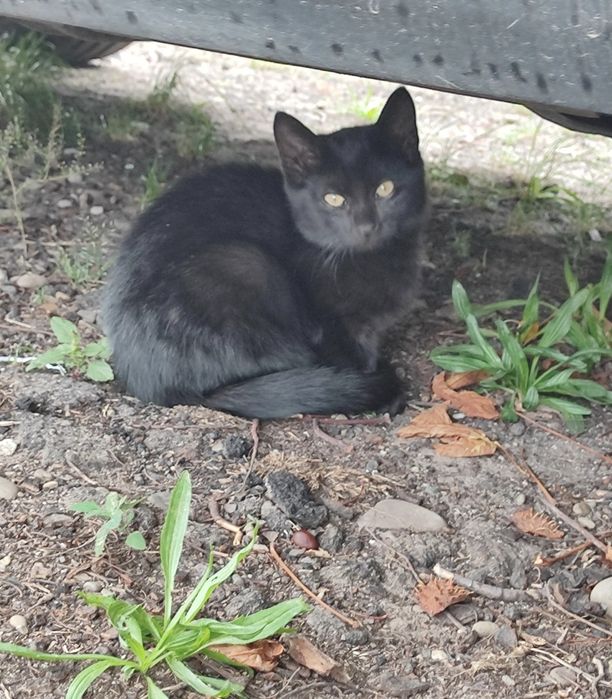 Маленький котик хлопчик