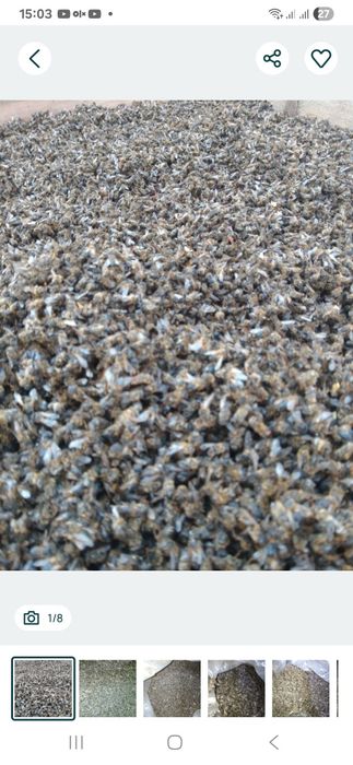 Продам бджолиний підмор!!!