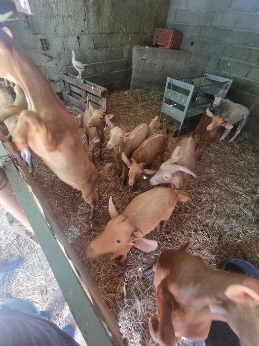 Chibas malaguenhas