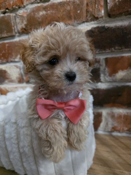 Maltipoo f1  suczka  już do odbioru!