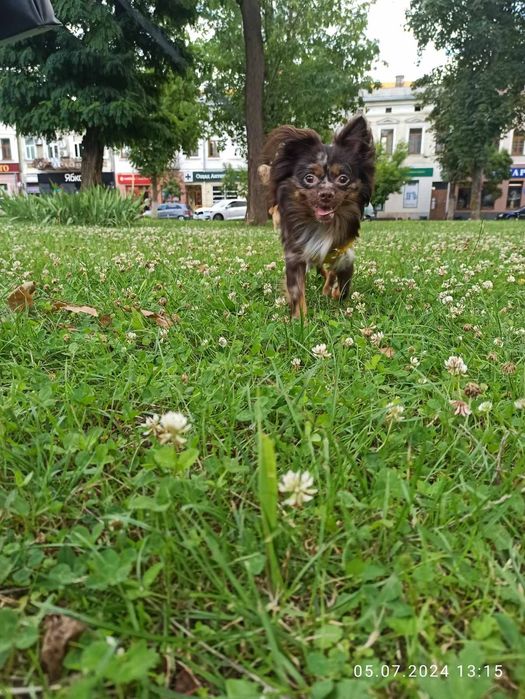 В'язка чіхуахуа шоколадного красунчика