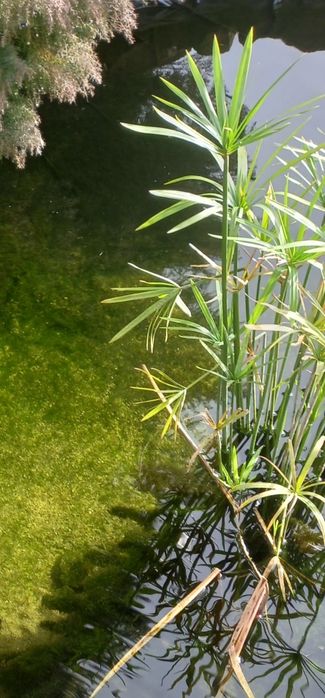 Cometas  carpas  varios  tamanhos e vazos com plantas aquaticas