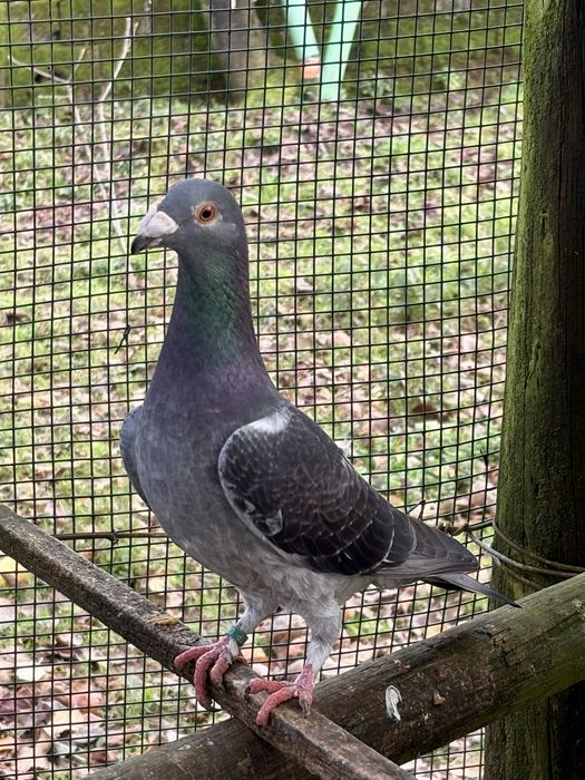 Casais - pombos correios linha antiga