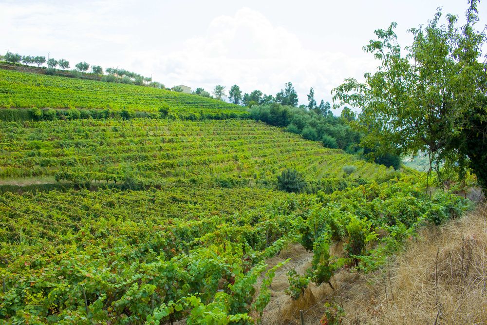 Quinta no Douro para vinho do porto e turismo 3ha