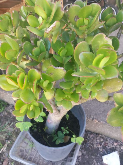 Planta jade.         .
