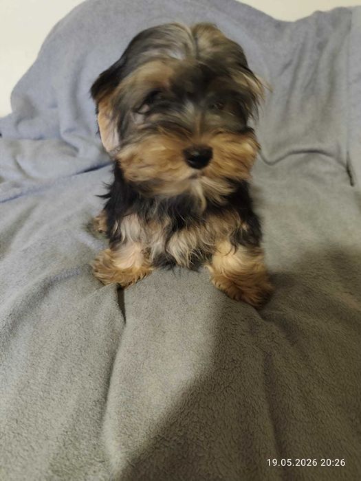 Rozbrykane yorki.