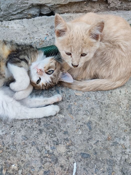 Отдам котят в добрые руки