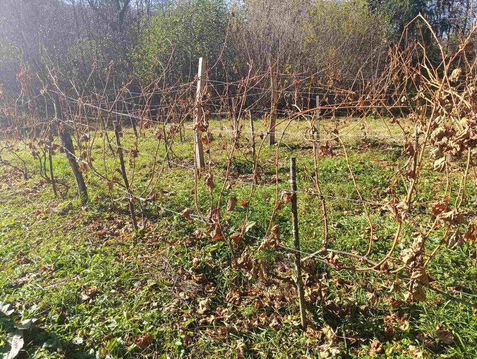 Продам чубуки і саджанці винограду.