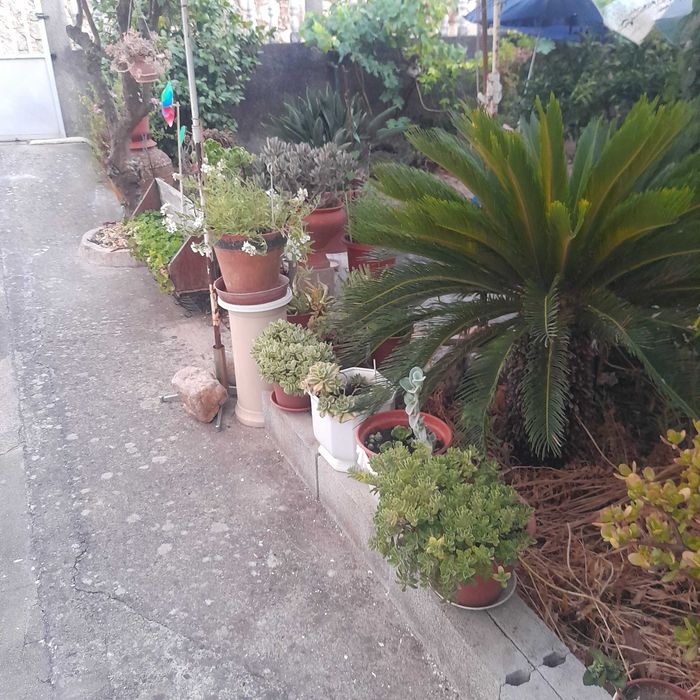 Plantas e flores