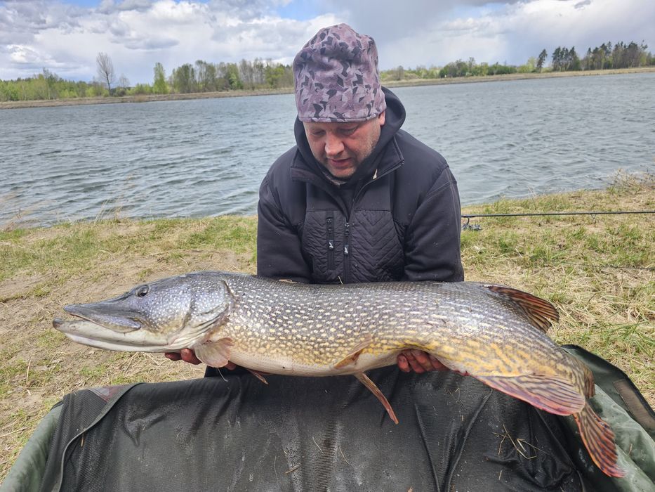 Szczupak na lowisko od100 do 130cm