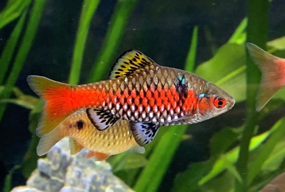 Barbos odessa  CP